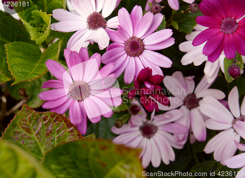 Image of African daisies in different shades of pink