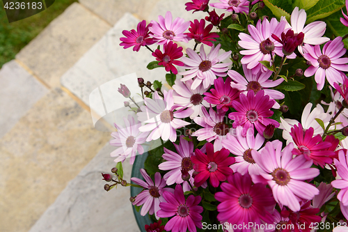 Image of Dozens of pretty pink and magenta African daisies