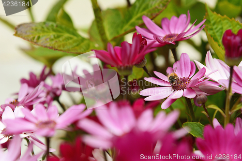 Image of Small honeybee pollinating pink African daisies