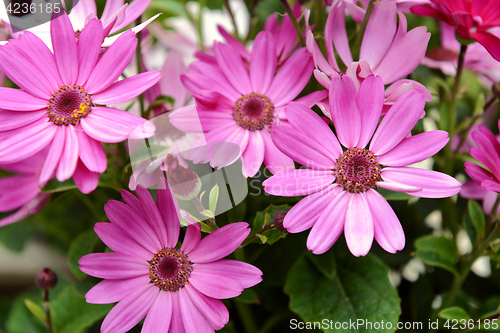 Image of Four African daisies with vivid pink petals 