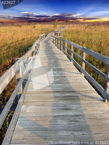 Image of Path in marsh