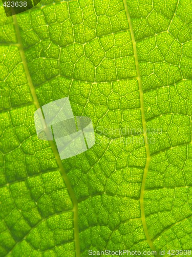 Image of Emerald leaf texture