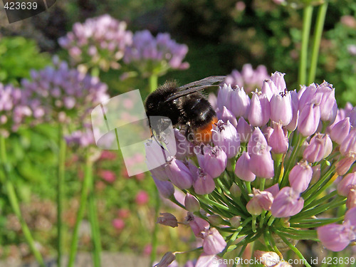 Image of Bumble-bee