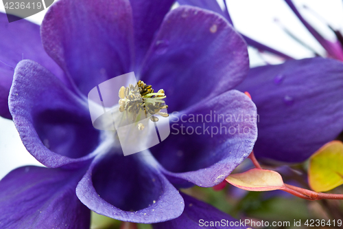 Image of Close up of violet crocus flowers in a field