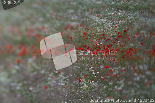 Image of Many poppies in a field a cloudy sommer day