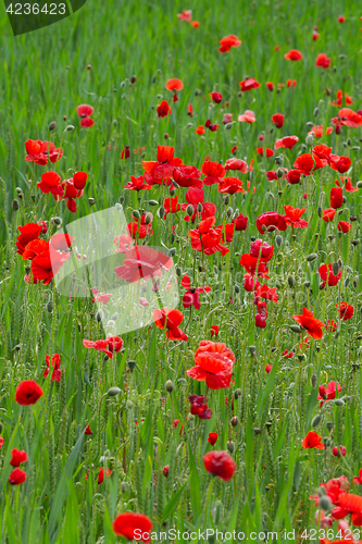 Image of Many poppies in a field a cloudy sommer day