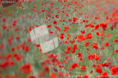 Image of Many poppies in a field a cloudy sommer day