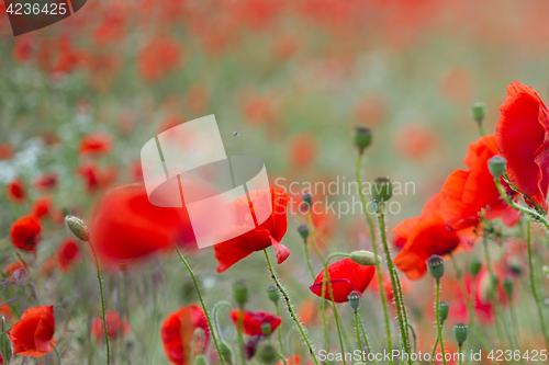 Image of Many poppies in a field a cloudy sommer day