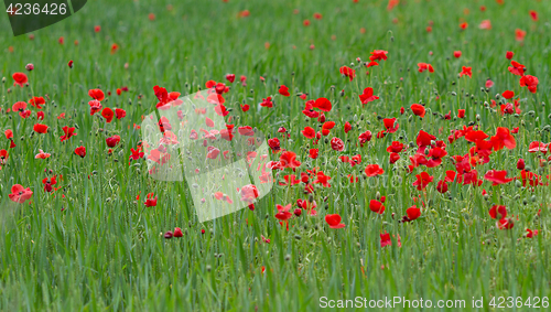 Image of Many poppies in a field a cloudy sommer day