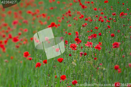 Image of Many poppies in a field a cloudy sommer day