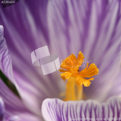 Image of Close up of violet crocus flowers in a field