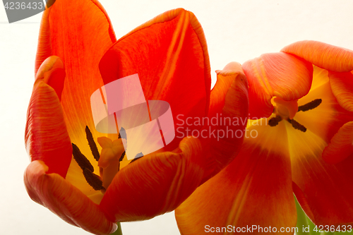 Image of Orange and red tulip flowers closeup