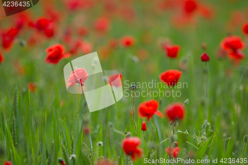 Image of Many poppies in a field a cloudy sommer day