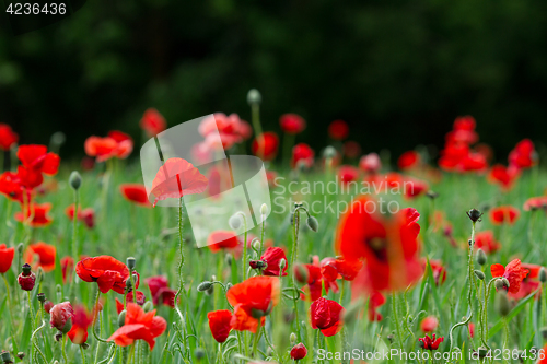 Image of Many poppies in a field a cloudy sommer day