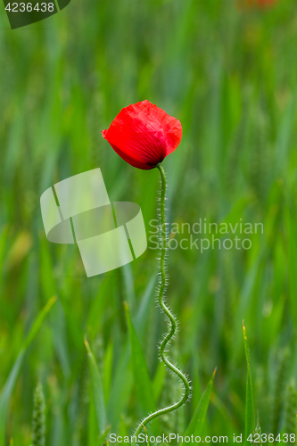 Image of Many poppies in a field a cloudy sommer day