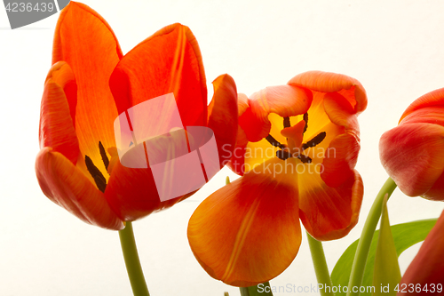 Image of Orange and red tulip flowers closeup