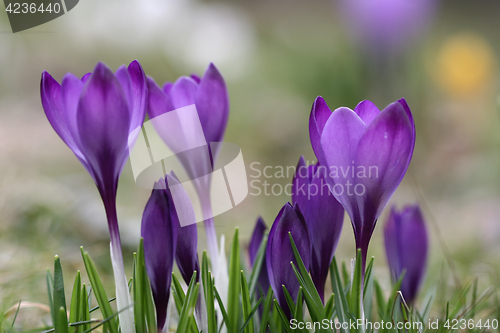 Image of Close up of violet crocus flowers in a field