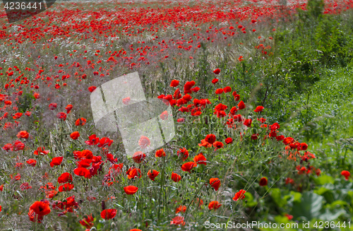 Image of Many poppies in a field a cloudy sommer day