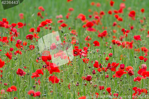 Image of Many poppies in a field a cloudy sommer day