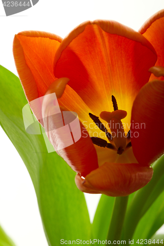 Image of Orange and red tulip flowers closeup