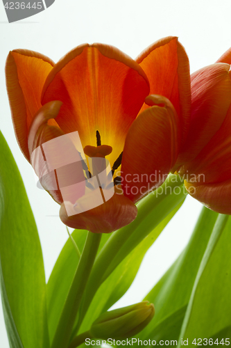 Image of Orange and red tulip flowers closeup