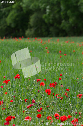 Image of Many poppies in a field a cloudy sommer day