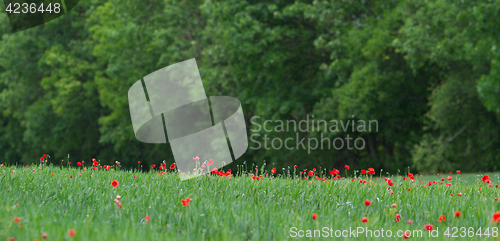 Image of Many poppies in a field a cloudy sommer day