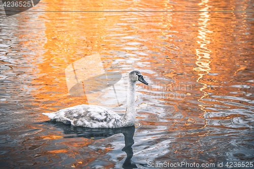 Image of Swan cygnet changing feathers