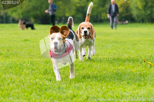 Image of Dogs playing at park