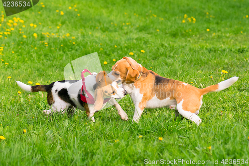 Image of Dogs playing at park