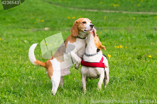 Image of Dogs playing at park