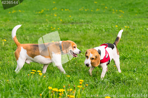 Image of Dogs playing at park