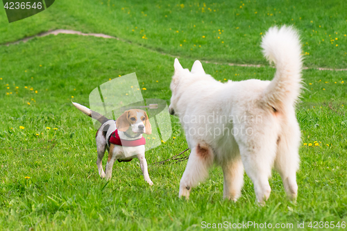 Image of Dogs playing at park