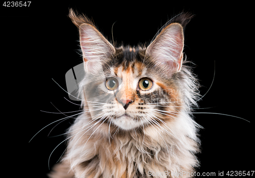 Image of Maine Coon kitten