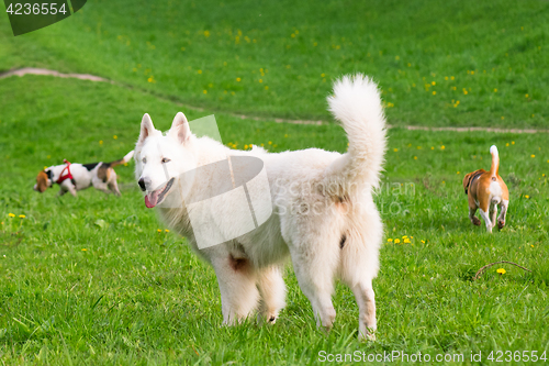 Image of Dogs playing at park