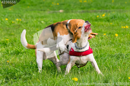 Image of Dogs playing at park