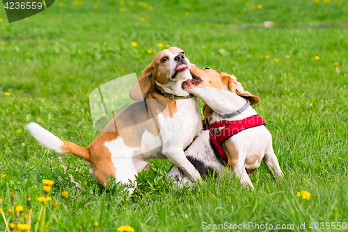 Image of Dogs playing at park