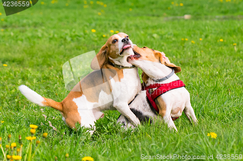 Image of Dogs playing at park