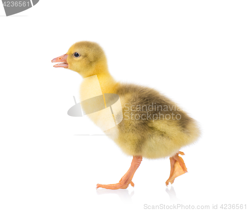 Image of Cute little gosling