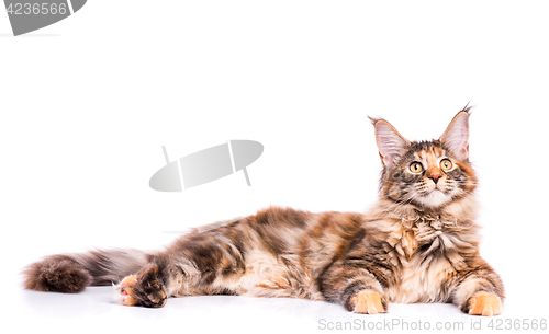 Image of Maine Coon kitten