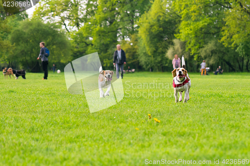 Image of Dogs playing at park