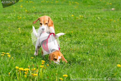 Image of Dogs playing at park