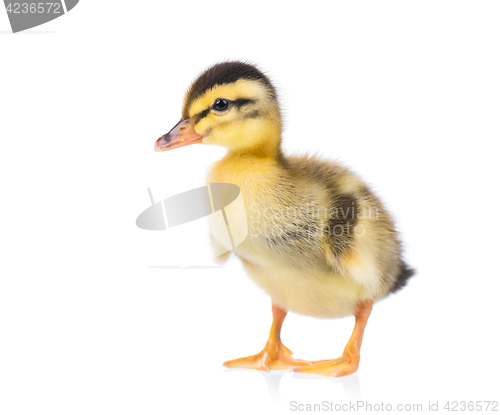 Image of Cute little duckling