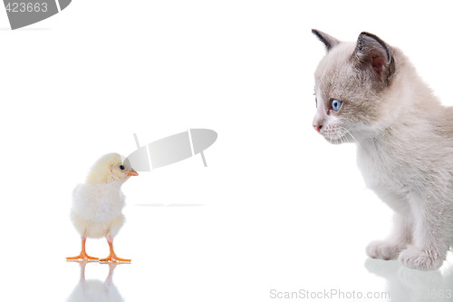 Image of Kitten and Chick