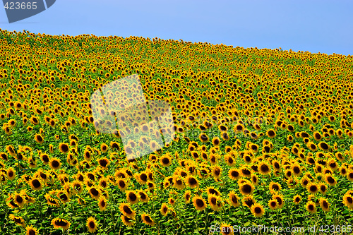 Image of Sunflower Field