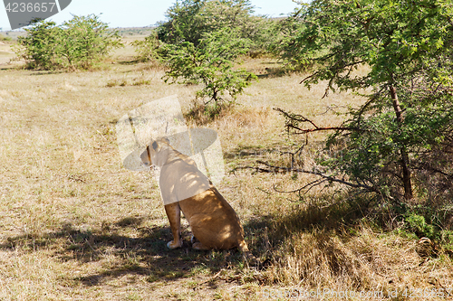 Image of lioness hunting in savannah at africa