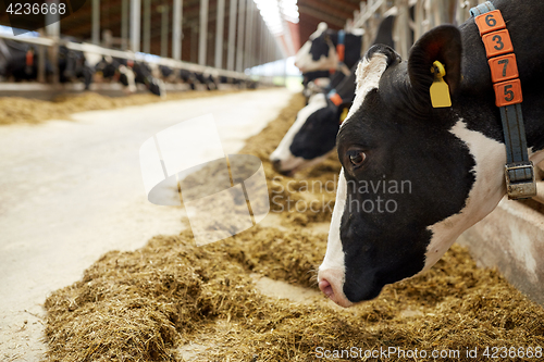 Image of herd of cows eating hay in cowshed on dairy farm