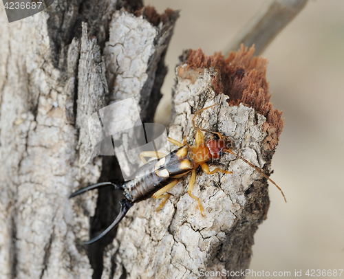 Image of earwig on the bark