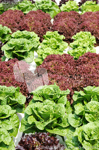 Image of Lettuce on a bed