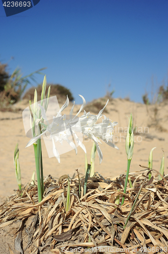 Image of Large white flower Pancratium maritimum